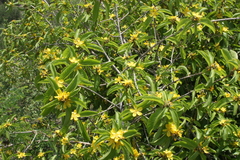 Hugonia ferruginea